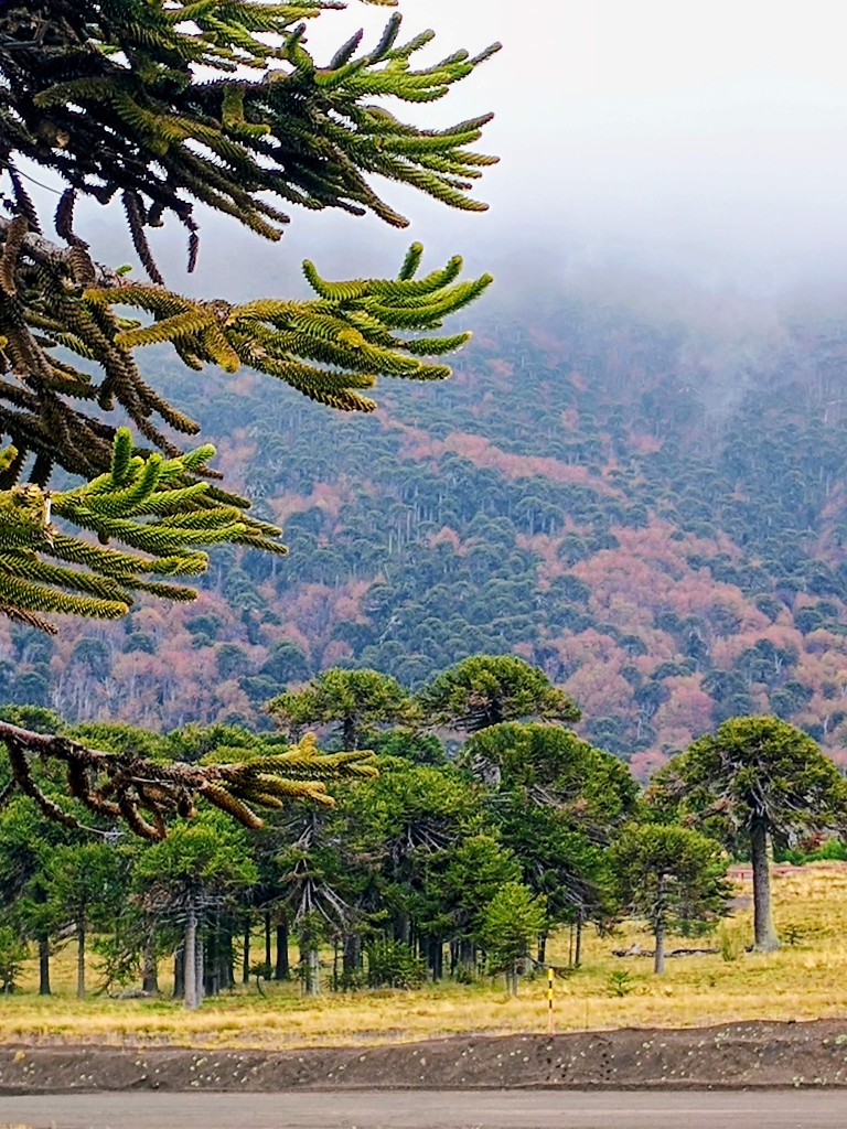 Araucarias y bosque de otoño en la Araucanía Andina